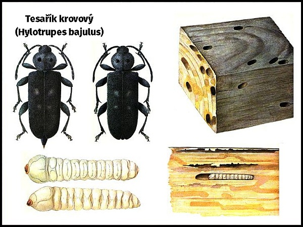 Tesařík krovový (Hylotrupes bajulus)